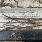 （有）小島電気商会