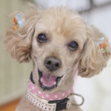 『【里親募集中】トイプードルのチーズくん』の画像