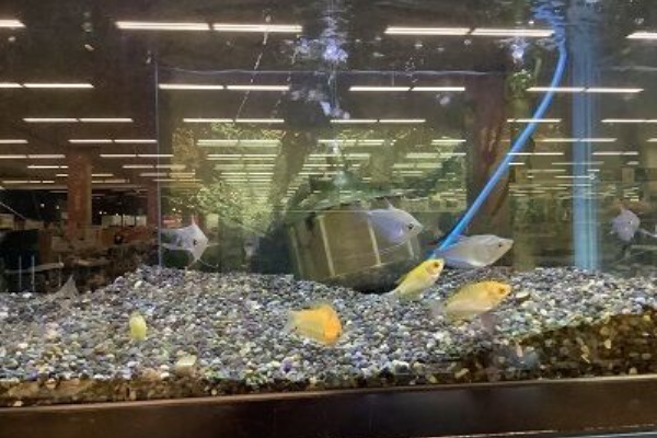 ワンラブ観賞魚部門の入荷情報ブログ ペッツワンカインズホーム本庄早稲田店 ワンラブ観賞魚部門の入荷情報ブログ ペッツワンカインズホーム本庄早稲田店