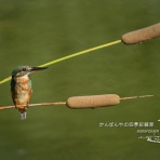 かんばんやの四季彩翡翠