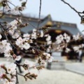 ３月、多摩骨董市開催しました