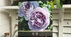✳︎薔薇の新苗とプルメリア｜弟