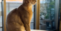iPhone18Proで撮った猫様