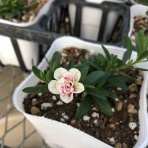 yuika～結花～Hanayoshiの毎日