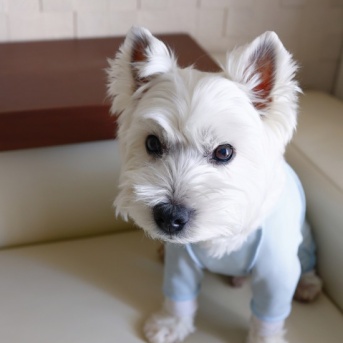 ゆきち、君は花粉症なのか？