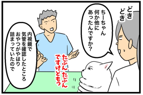 🐶ちーちゃんと内視鏡のお話④&クラファンありがとうございました