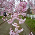 喜多方日中線の枝垂れ桜