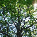 『OIだより(4800回記念)(59)一隅の灯(33)』の画像