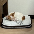 仔犬　お昼寝中
