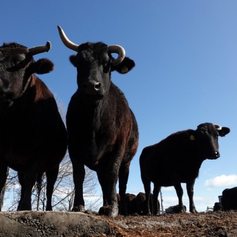 希望の牧場 吉澤正巳氏講演会のお知らせ