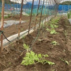 気比野菜　（減・無農薬の米野菜作り）