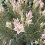 大洋グリーンブログ