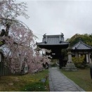 大崎桜　③　浄泉寺　