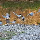 オナガの水浴びです