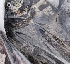 今日の釣果