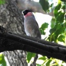 2025年11月14日の野鳥公園