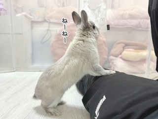 うさぎのルリ(3/29追記)