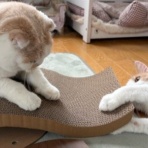 猫だらけ