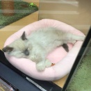 秋も深まって眠くなる時期すやすや💤