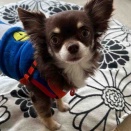 はなちゃん来た&木乃屋さんへ