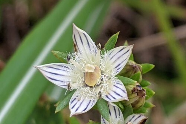 勝手に花言葉 徒然なるままに イヌセンブリ