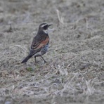 らんぼう窯風信