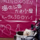 海の公園かき小屋　2025〜２０２６　海の公園柴口