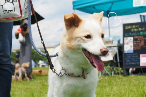 湘南凸凹柴wan日記 サンサンマルシェ Powered By ライブドアブログ