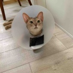 ベンガル猫BenelliとアビシニアンBenjaminと三毛猫Calicoと家族の記録