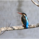 仲良くカワセミさんペア