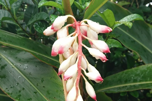 しまくらし 沖永良部島歳時記 未央流写真俳諧研究塾 ちょっと新しい写真と俳句 短歌の世界 19年04月