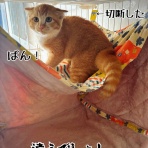 猫とお酒と日々のこと