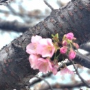 卒業式は“祝う日”か　“節目を刻む日”か