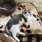 ねこさま王国