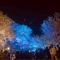 扇町の桜まつり🌸