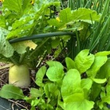 『大根仕事が始まりました』の画像