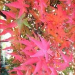 ときめき老テニス