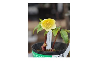 平田ナーセリー 平田ナーセリー福岡東店forest