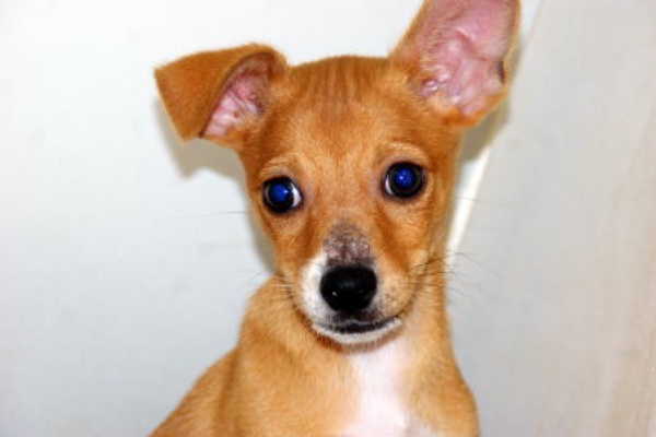 チワワとピンシャーのミックス犬です 宮城県ペット仙台クリスマスセール開催中 岩沼市 栗原市 宮城県ペットショップ鈴花