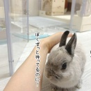 うさぎのルリ(1/3追記)