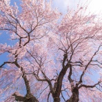 ガールズにちゃんまとめ