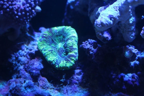 アクアマリン 17