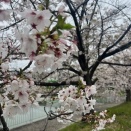 桜をGT-Rで見に。