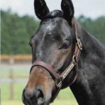 新入一口馬主の活動履歴