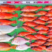 2026年10月8日　釣果