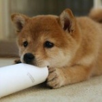 犬を飼う人激減、止まらぬ飼い犬離れ、猫と差わずか