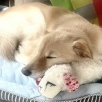 爺さんはまだ走る？
