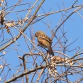 渡良瀬遊水地で探鳥してきました-2026-01-17