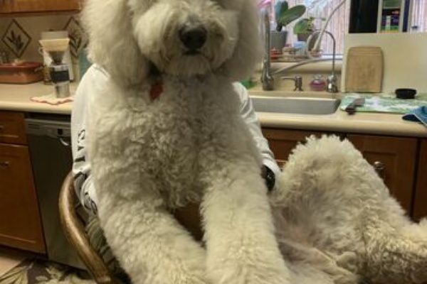 サンディエゴライフ 今昔 料理