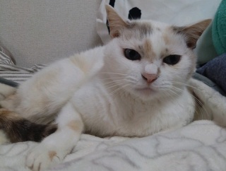 実物のﾈｺﾁｬﾝたちセカンド249